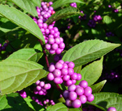 Callicarpa covered with its beautiful purple berries.