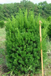 Here is an example of our B&B Taxus 'Hicksi'.