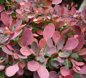 Rose-pink new growth on Berberis 'Crimson Pygmy'.