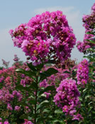 Lagerstroemia 'Zuni' with its purple blooms.