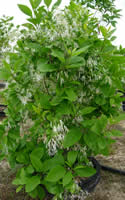 Our Pot-in-Pot Chionanthus displaying its beautiful white fringe.