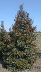 Our Ilex "Foster's #2" is abundantly covered with berries starting in early fall.