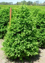 Here is our Green Mountain boxwood which is field grown.
