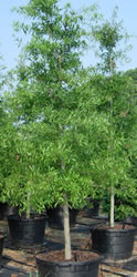 Here is an example of our Quercus phellos grown in a 50 gal. container.