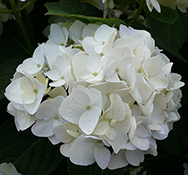 The white blooms of a Hydrangea 'Sister Theresa'.