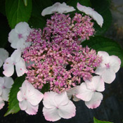 A close-up of a Hydrangea 'Tokyo Delight' bloom.
