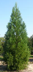 Cryptomeria japonica 'Yoshino' is available field grown as pictured here, or in container.