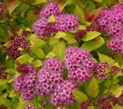 The rosy pink flowers of Spiraea 'Magic Carpet' contrast nicely with its lime-yellow foliage.