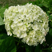 The beautiful large blooms of Hydrangea 'Annabelle'.
