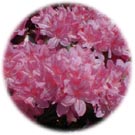 Azaleas - A Tankard Specialty!