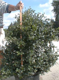 Here is an example of our China Girl Holly grown in a 10 gallon container.