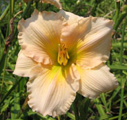 A beautiful example of the 'Fairy Tale Pink' Daylily.