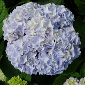 Hydrangea 'Nikko' always remains a popular choice here at the nursery.