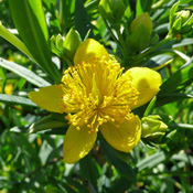 Hypericum 'Hidcote' blooming with bright yellow flowers.